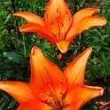 Lilium x 'Enchantement' fleur